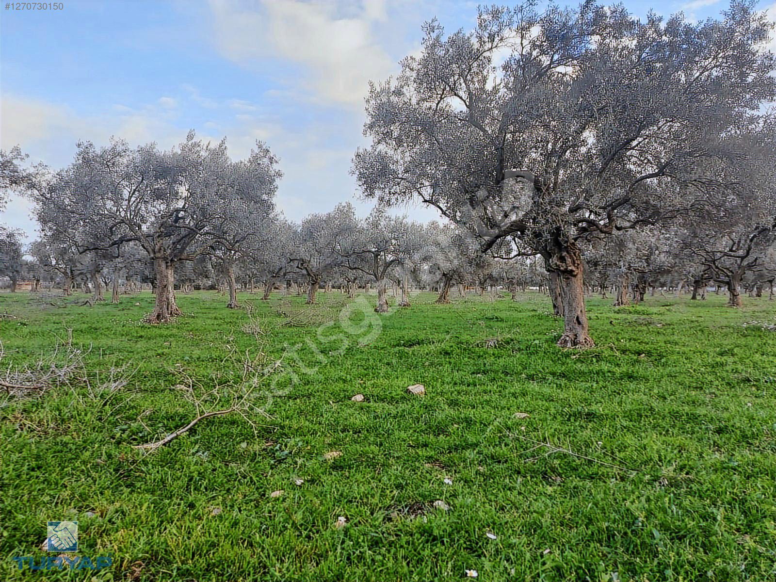 Torbalı Karakuyu Mah 3903 m2 Tek Tapu Tarla ve Zeytinlik