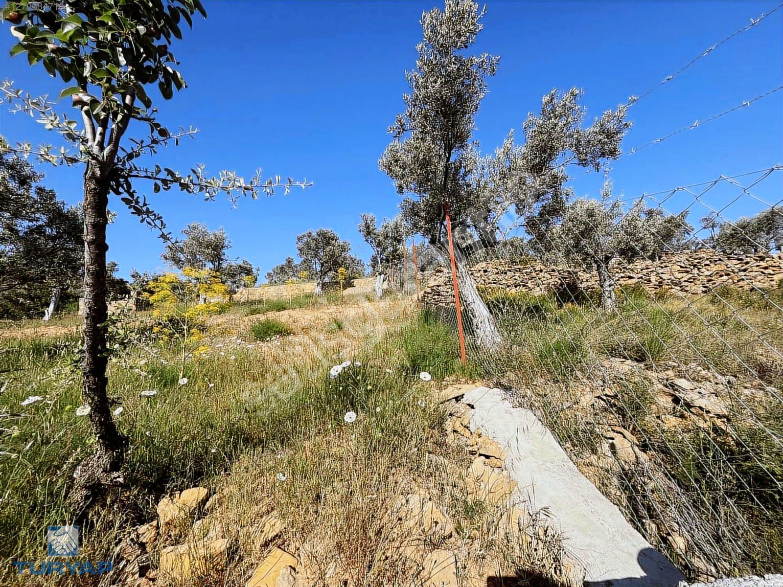 Torbalı Dirmil Mah 2080M2 Satılık Zeytinlik