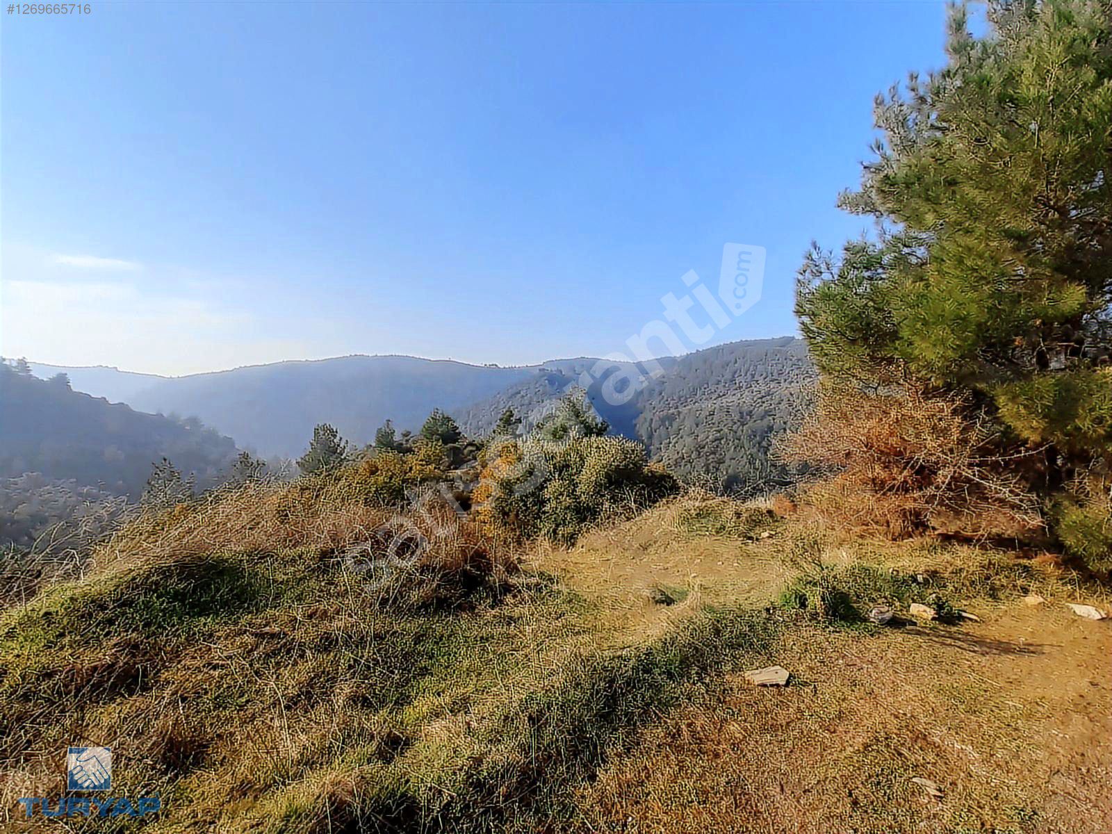 Torbalı Helvacı Mah.9412 m2 Tek Tapu Satılık Zeytinlik