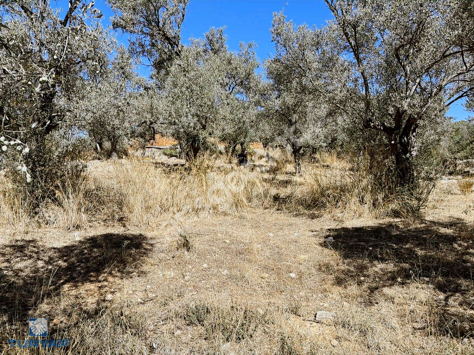 Torbalı Dirmil Mah.3246 m2 Tek Tapu Satılık Zeytinlik
