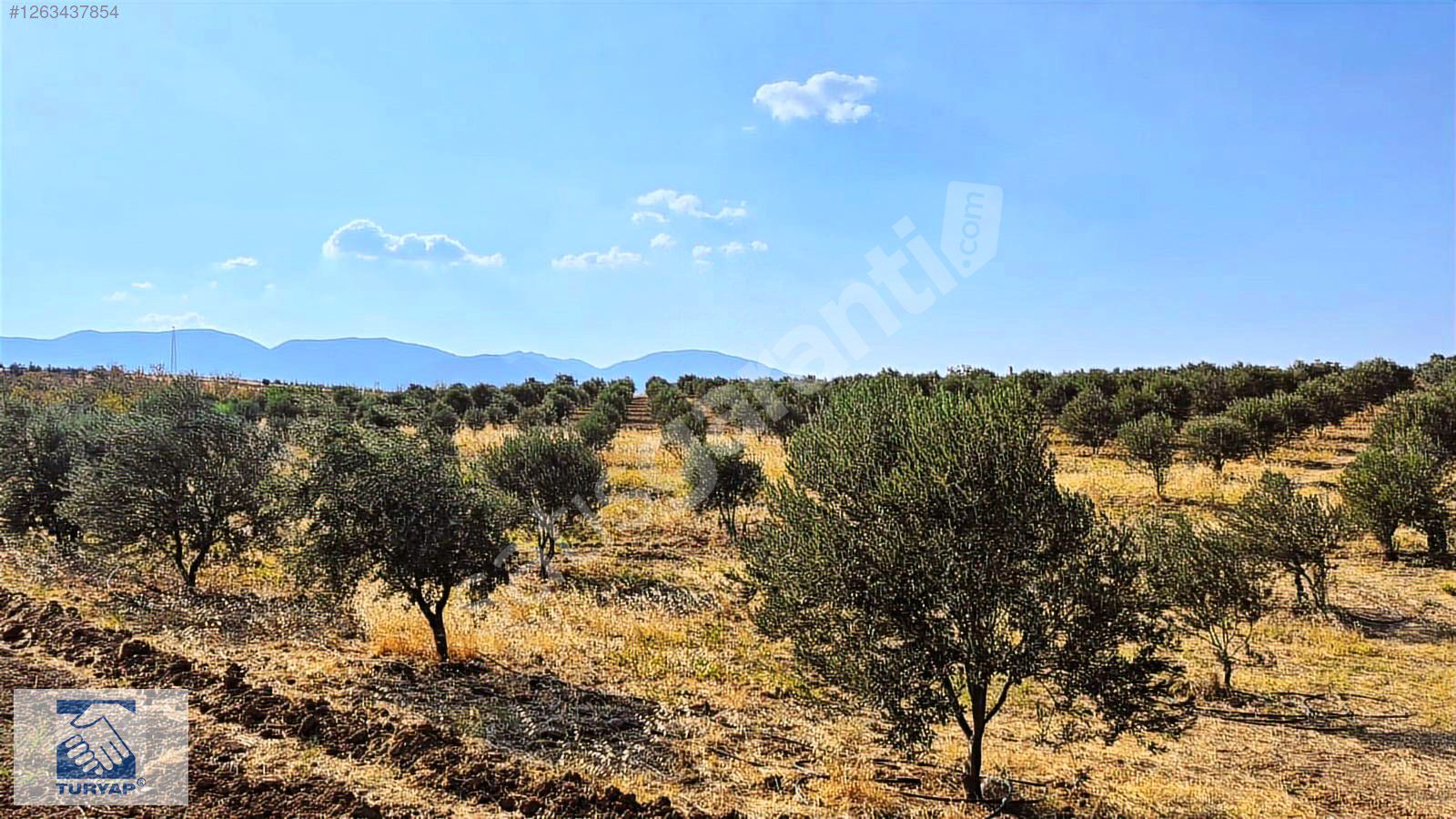 Manisa Sancaklı Bozköy Satılık 12.000m2 Zeytinlik