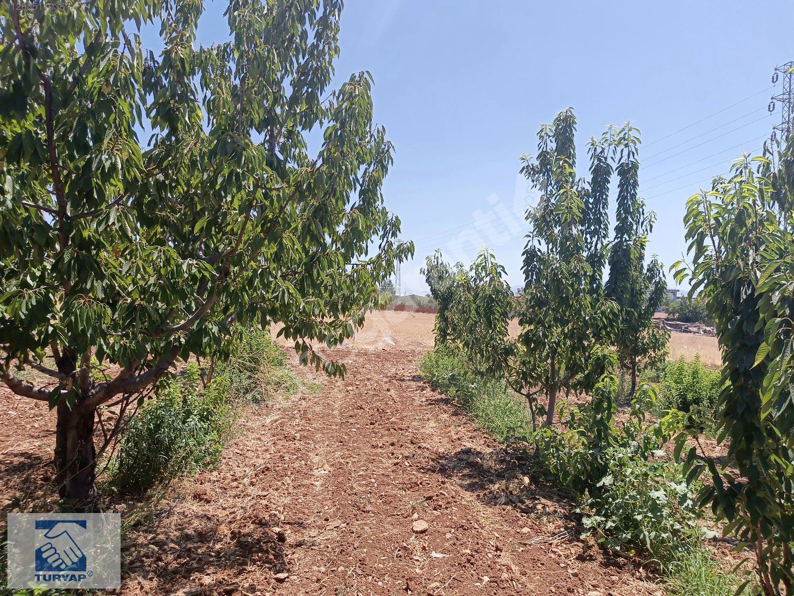 Kemalpaşa Aşağı Yenmiş Satılık 1940 m2 Bahçe