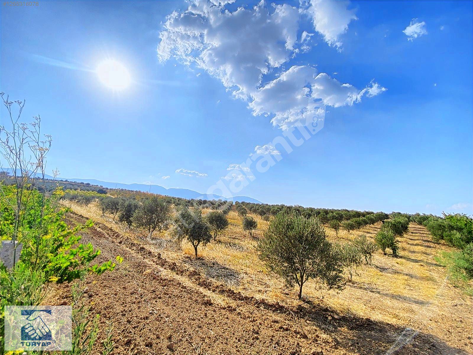 Çambel İlerisi Sancaklı Bozköy 12.000 M2 Zeytinlik