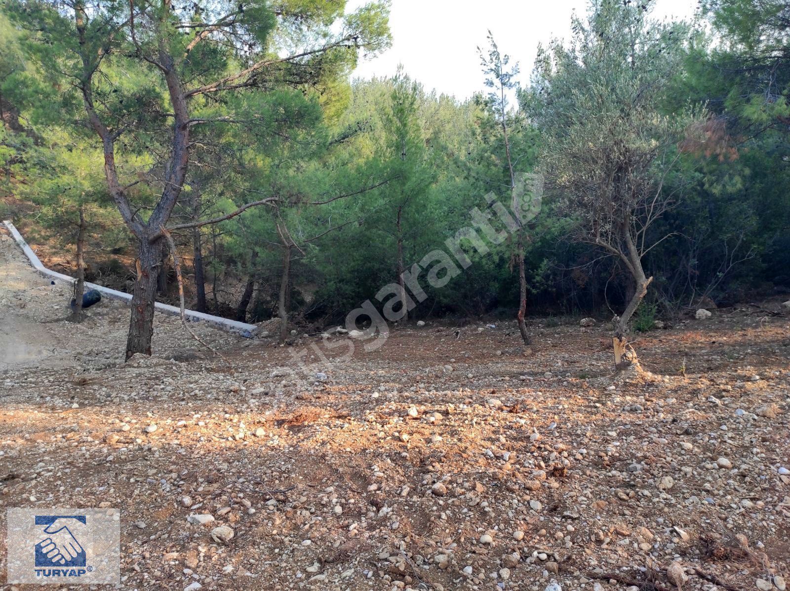Kemalpaşa Sütçüler Satılık 300 m2 Bahçe
