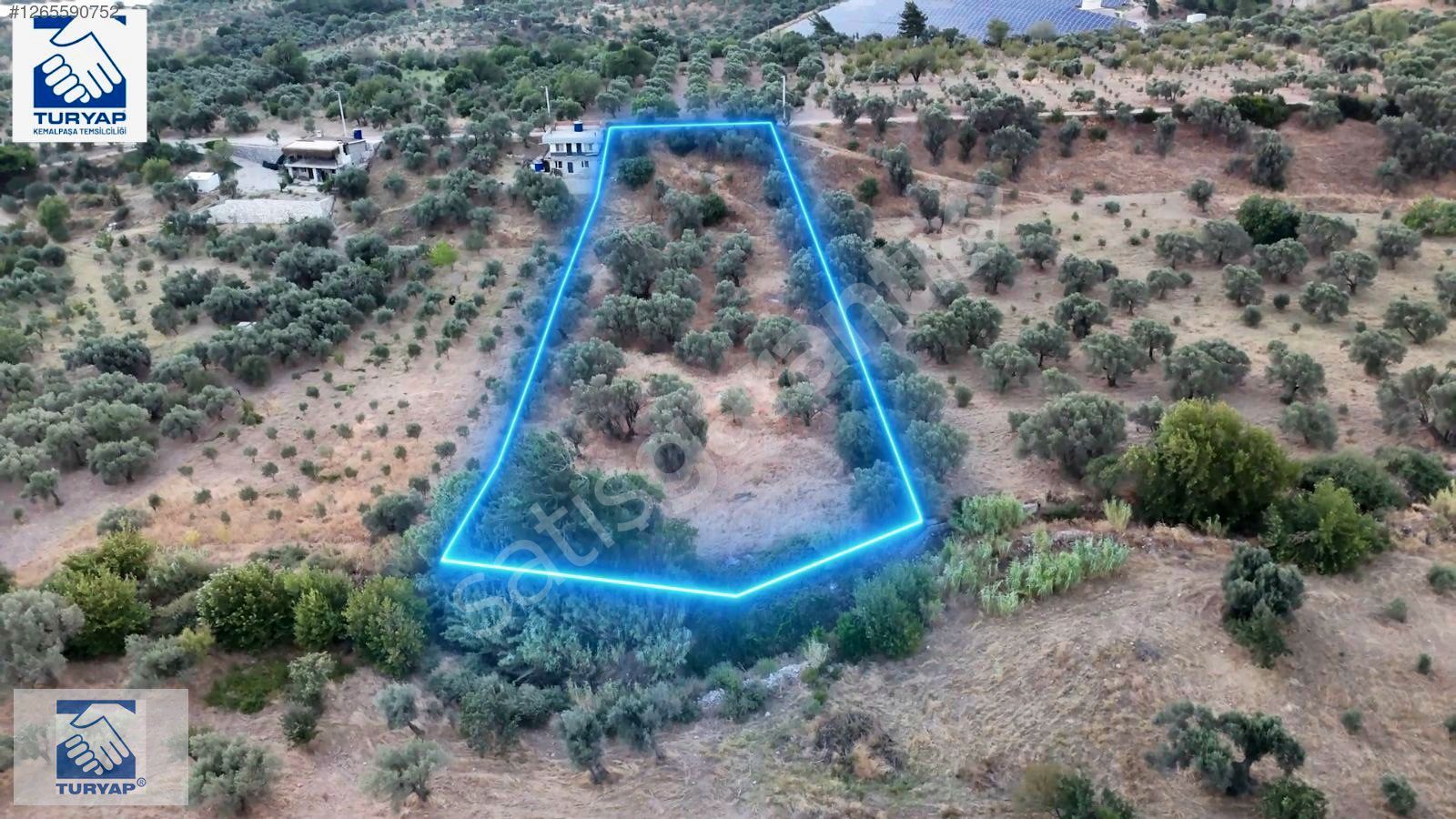 İzmir Kemalpaşa Dereköy'de Satılık 4563m² Zeytinlik