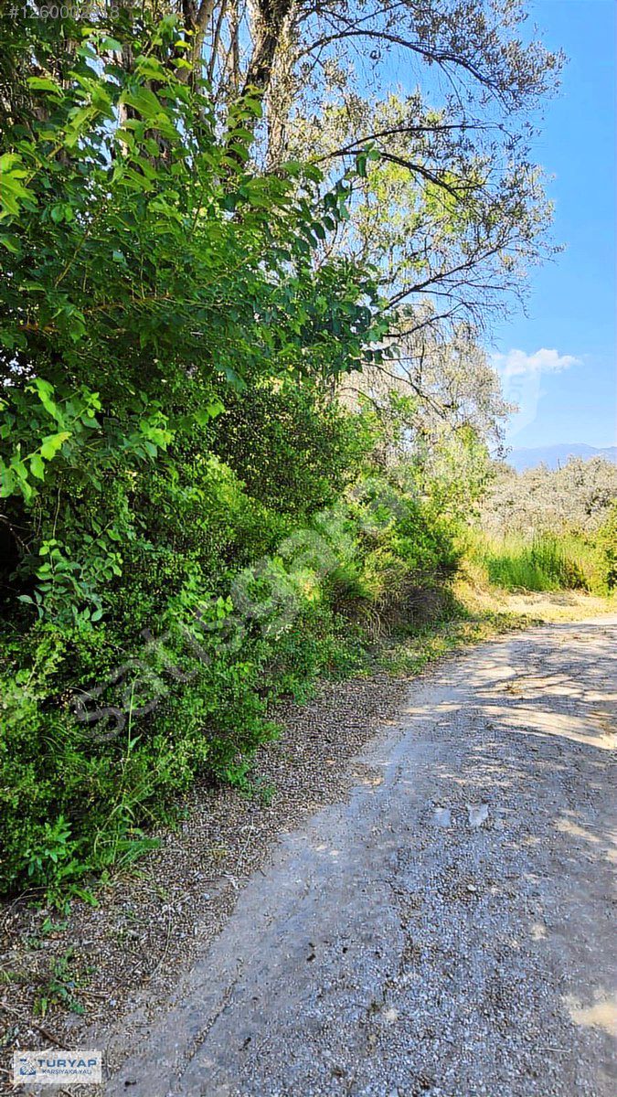 Kemalpaşa Armutlu da Satılık 3280 m2 Müstakil Zeytinlik