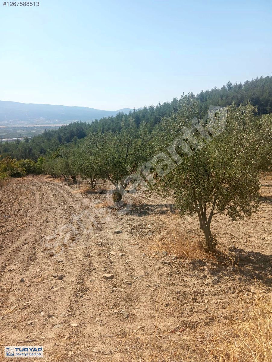 TURYAP'TAN PAMUKOVA BACIKÖY DE ZEYTİNLİK TARLA