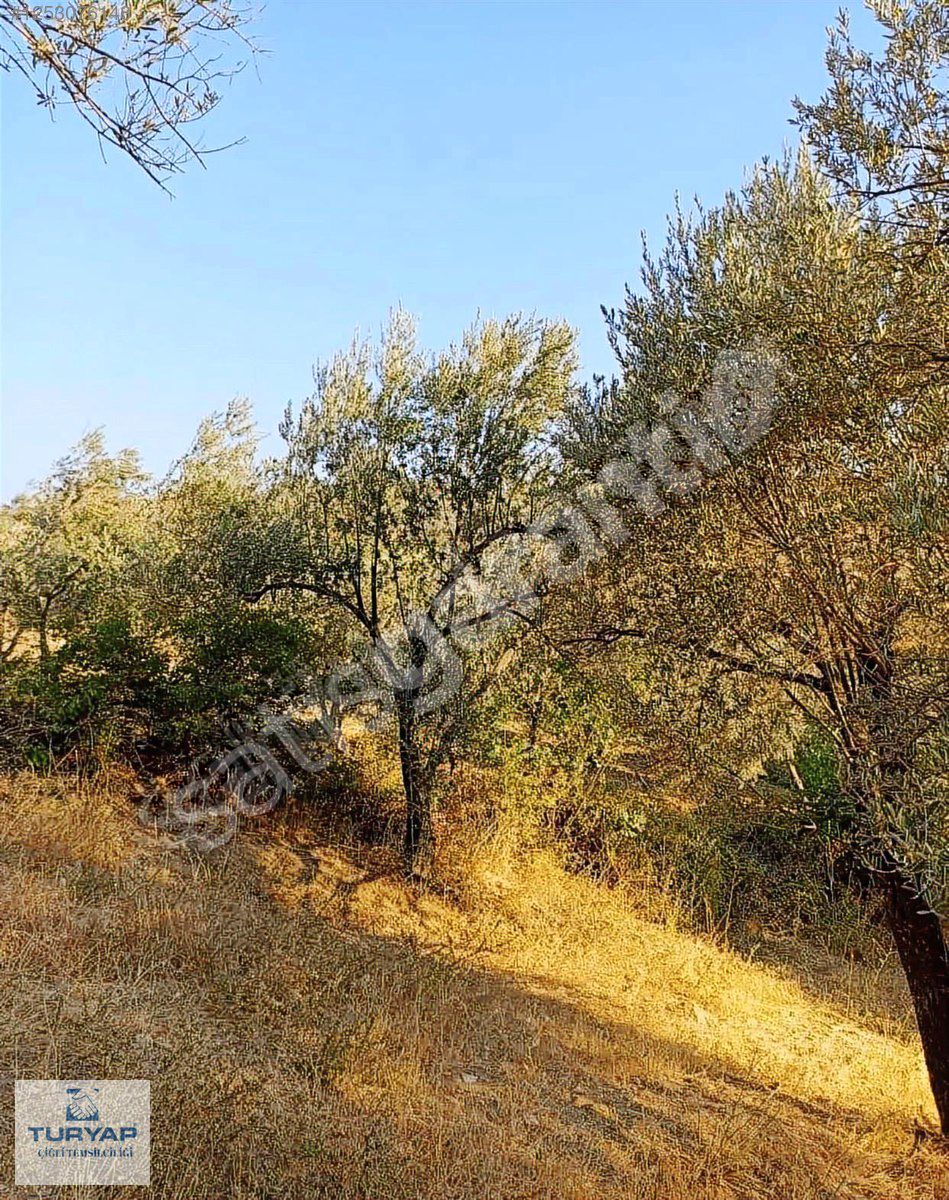 Bergama Katrancı Mahalles'inde Satılık Arsa