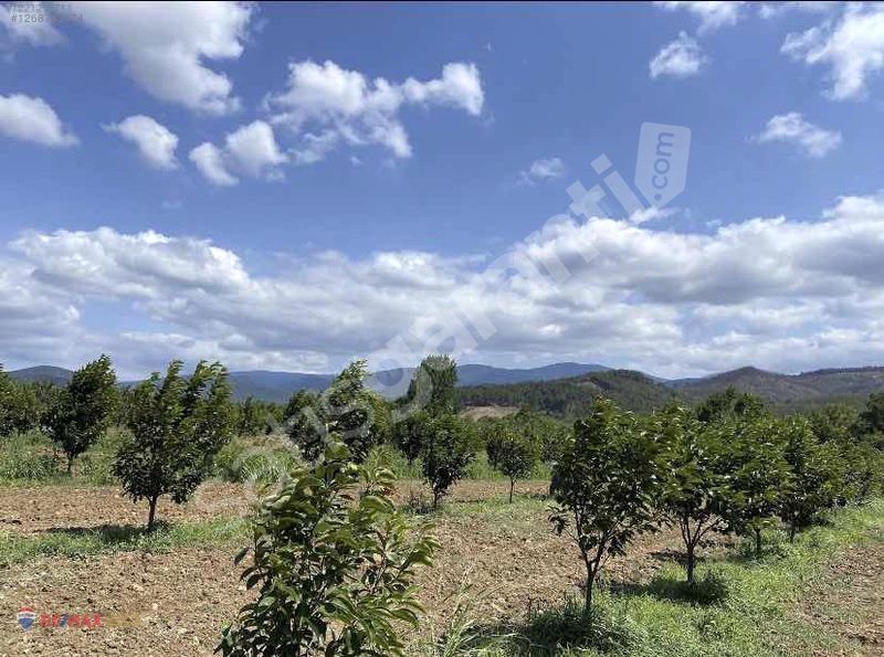 BAYRAMİÇ TONGURLU KÖYÜ 8.072 M2 TAPULU SATILIK ARAZİ