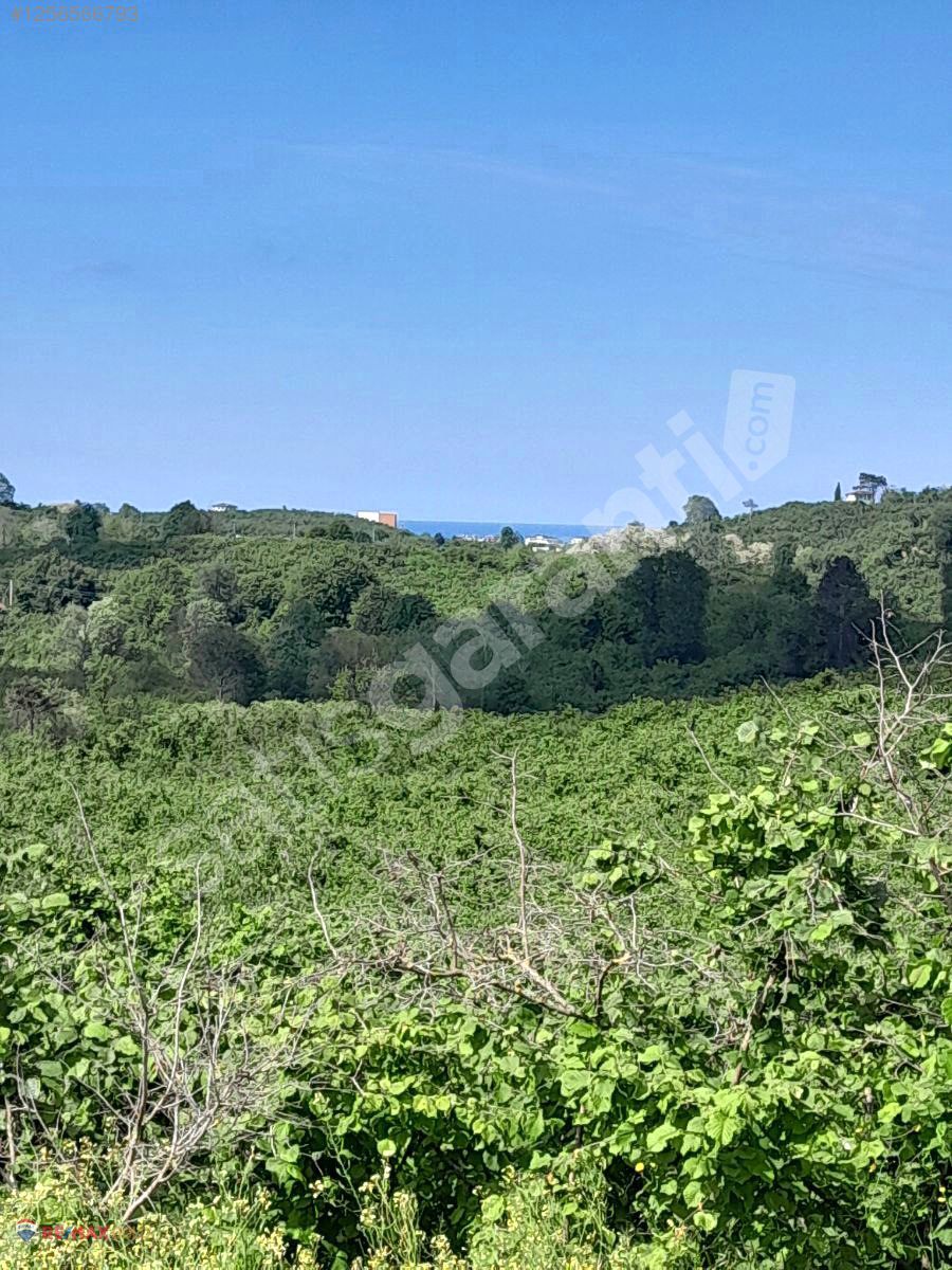 DÜZCE AKÇAKOCA/ KEPENÇ KÖYÜ AKÇAKOCA MERKEZE 1 KM SATILIK TARLA