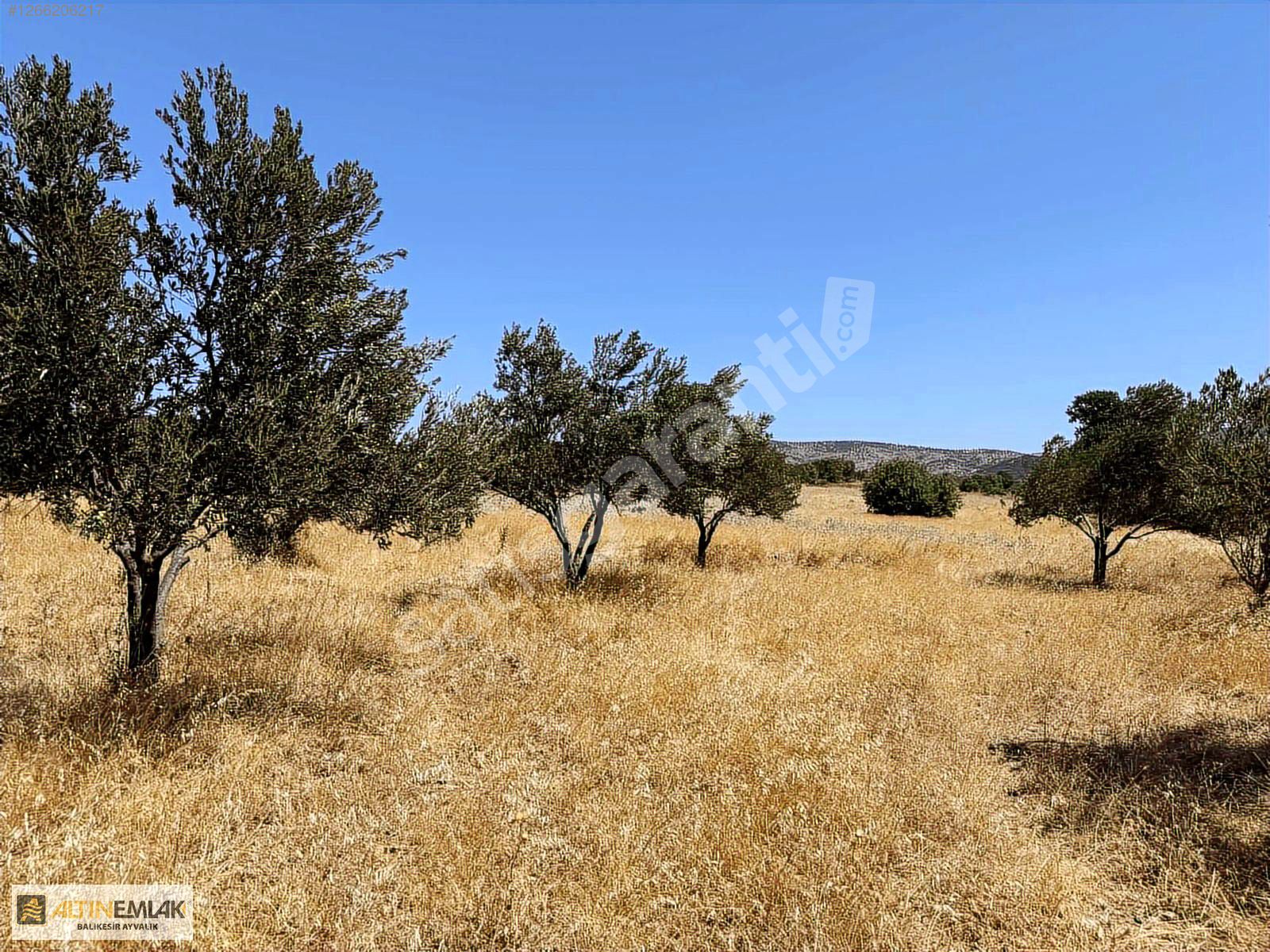 ALTIN EMLAKTAN AYVALIK BULUTÇEŞMEDE SATILIK 5310 m2 TARLA
