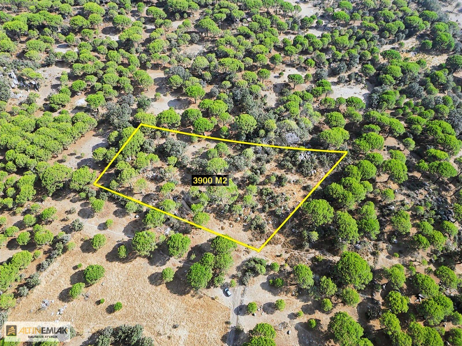 ALTIN EMLAKTAN AYVALIK BAĞYÜZÜNDE SATILIK 3902M2 BAĞ