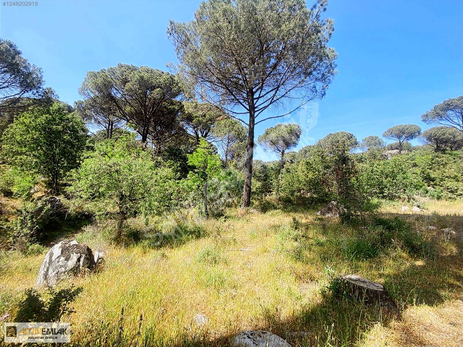 ALTIN EMLAKTAN AYVALIK BAĞYÜZÜNDE SATILIK 33.010M2 FISTIKLIK