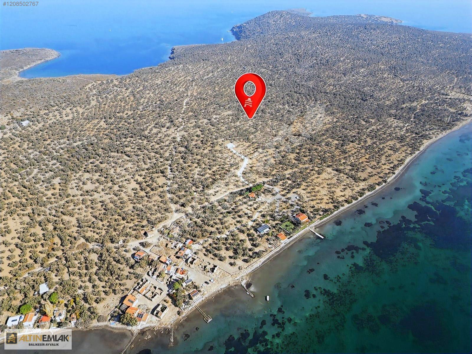 ALTIN EMLAKTAN AYVALIK CUNDA ADASINDA SATILIK 6850 M2 ZEYTİNLİK
