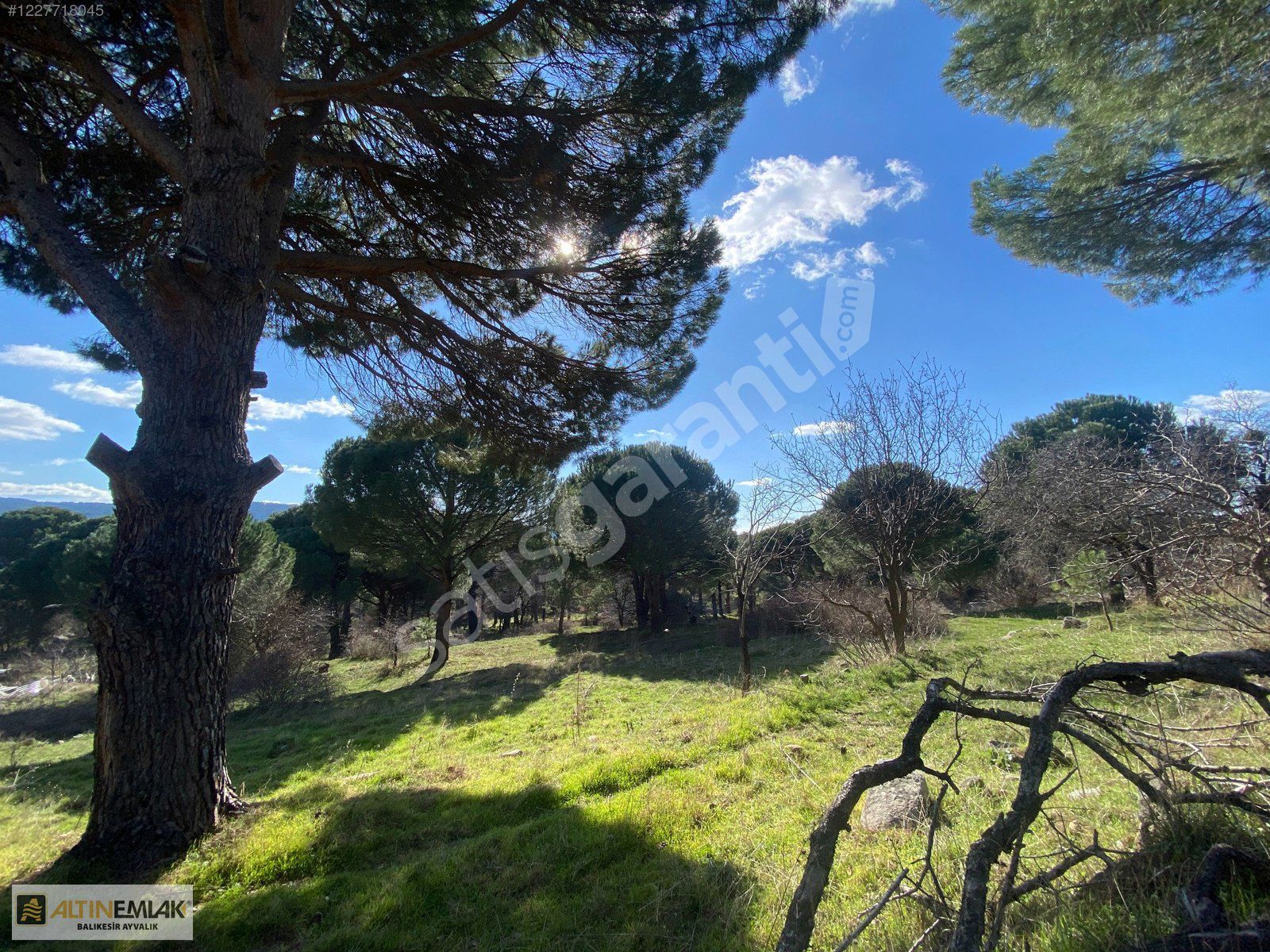 ALTIN EMLAKTAN AYVALIK BAĞYÜZÜNDE 1600M2 SATILIK BAĞ