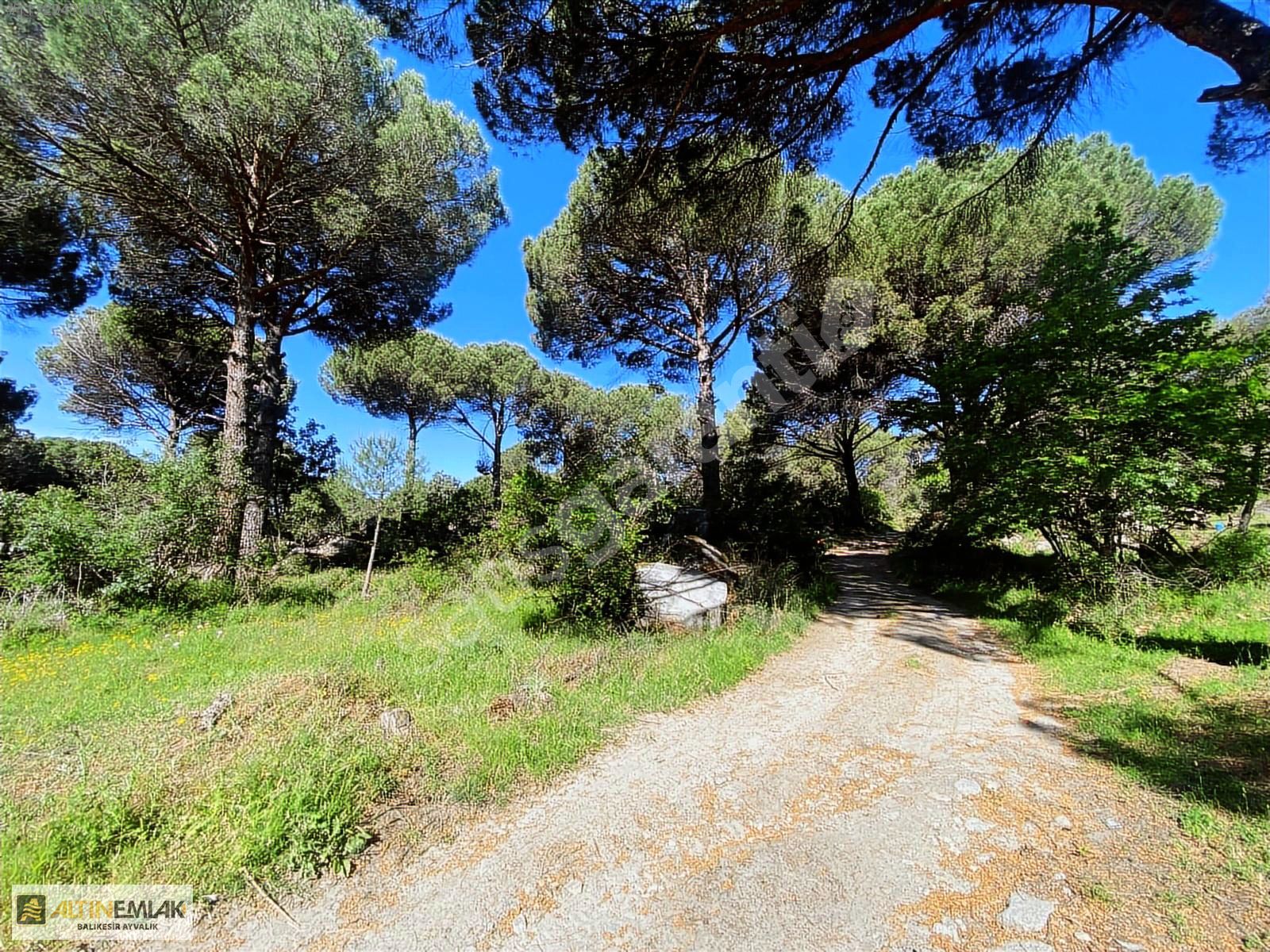ALTIN EMLAKTAN AYVALIK BAĞYÜZÜNDE SATILIK 3900M2 SATILIK BAĞ