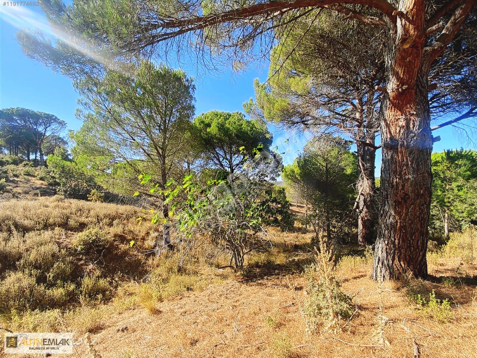 ALTIN EMLAKTAN AYVALIK BAĞYÜZÜNDE SATILIK 2386M2 FISTIK ÇAMLIĞI