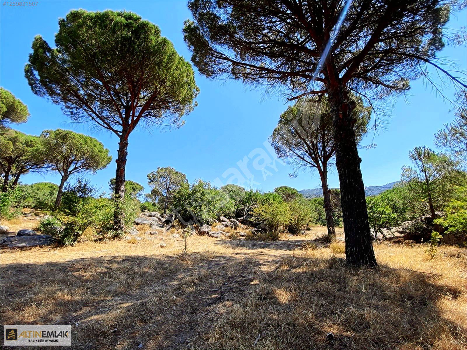 ALTIN EMLAKTAN AYVALIK BAĞYÜZÜNDE SATILIK 7900M2 BAĞ
