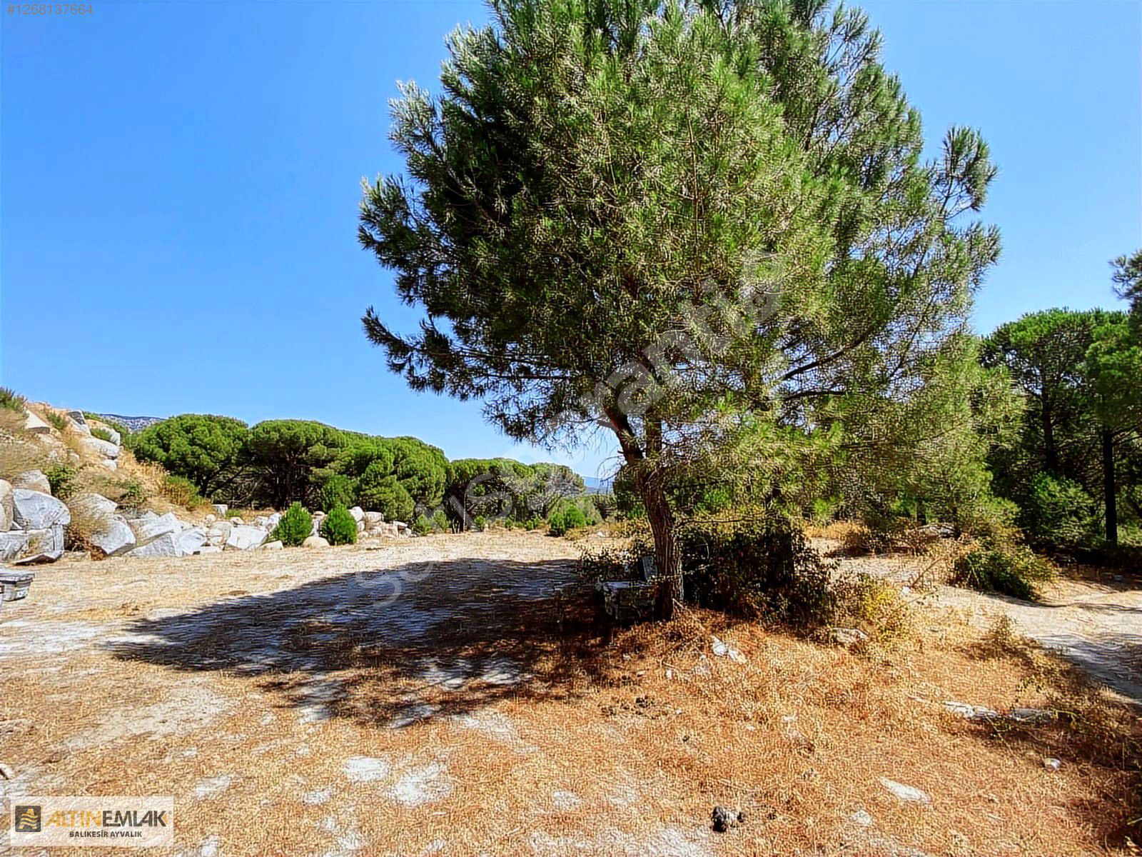 ALTIN EMLAKTAN BERGAMA AŞAĞICUMADA SATILIK 5685M2 FISTIKLIK