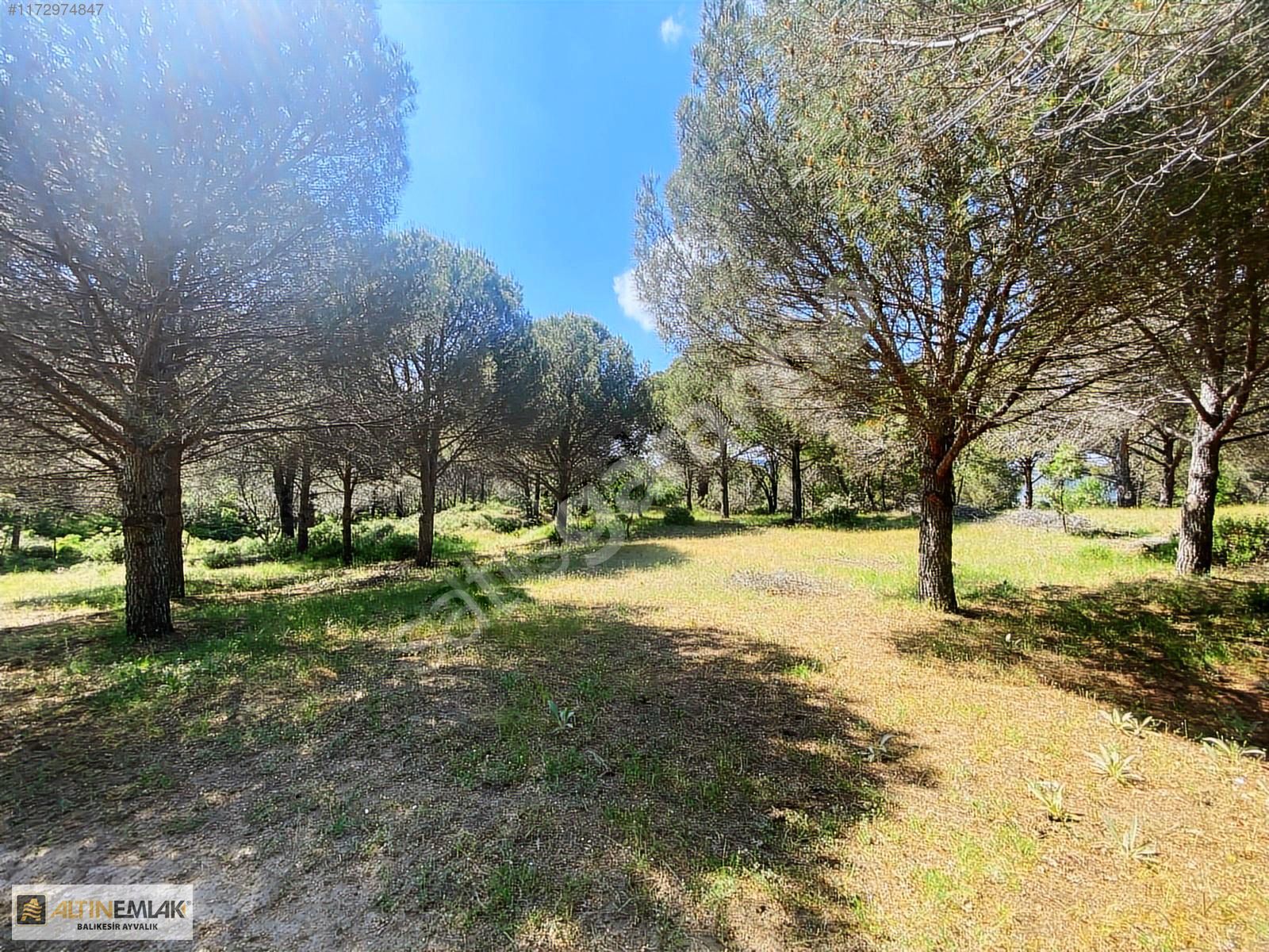 ALTIN EMLAKTAN AYVALIK BAĞYÜZÜNDE SATILIK 2960 M2 BAĞ