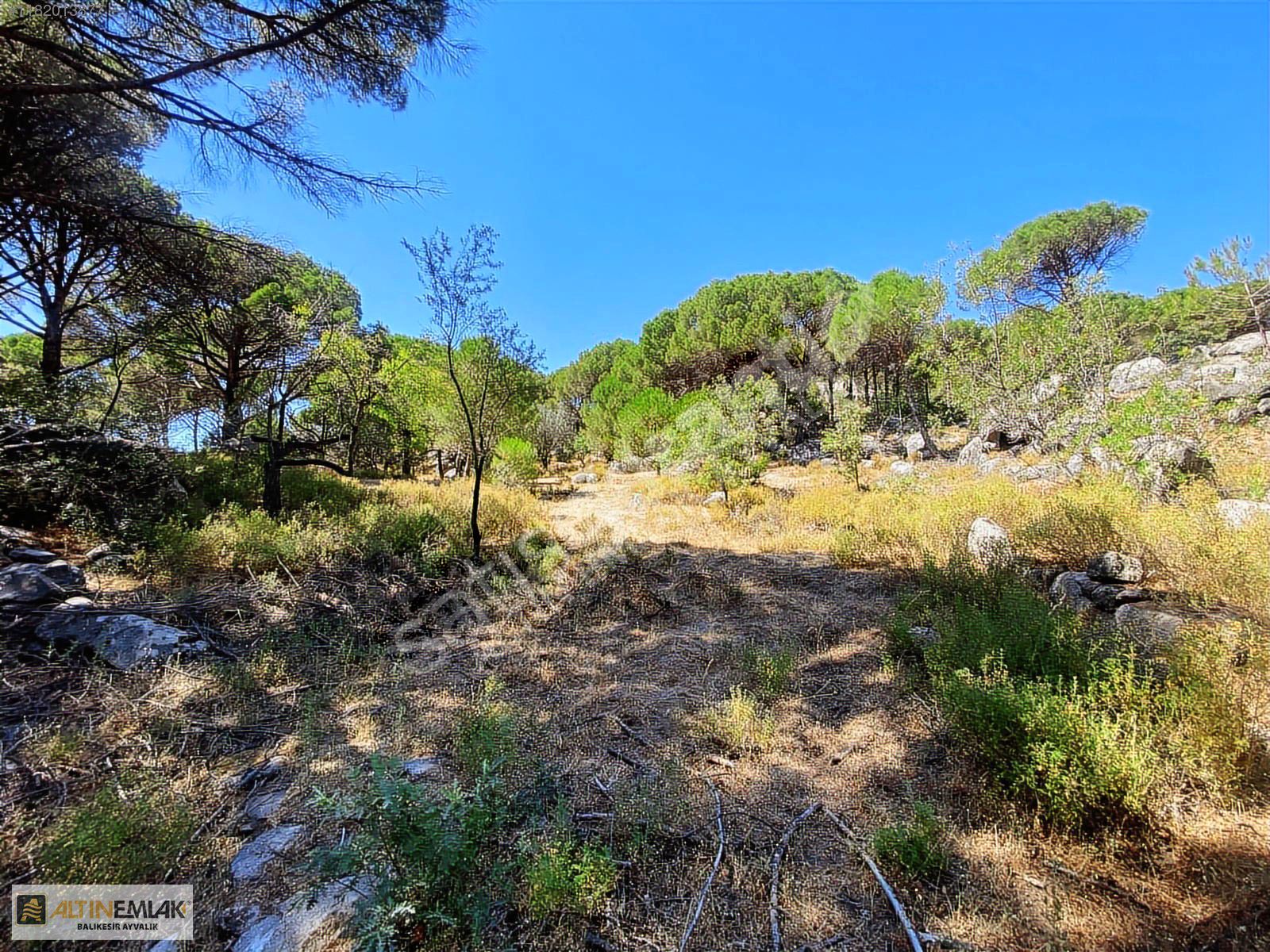 ALTIN EMLAKTAN AYVALIK BAĞYÜZÜNDE SATILIK 5640 M2 FISTIK ÇAMLIĞI