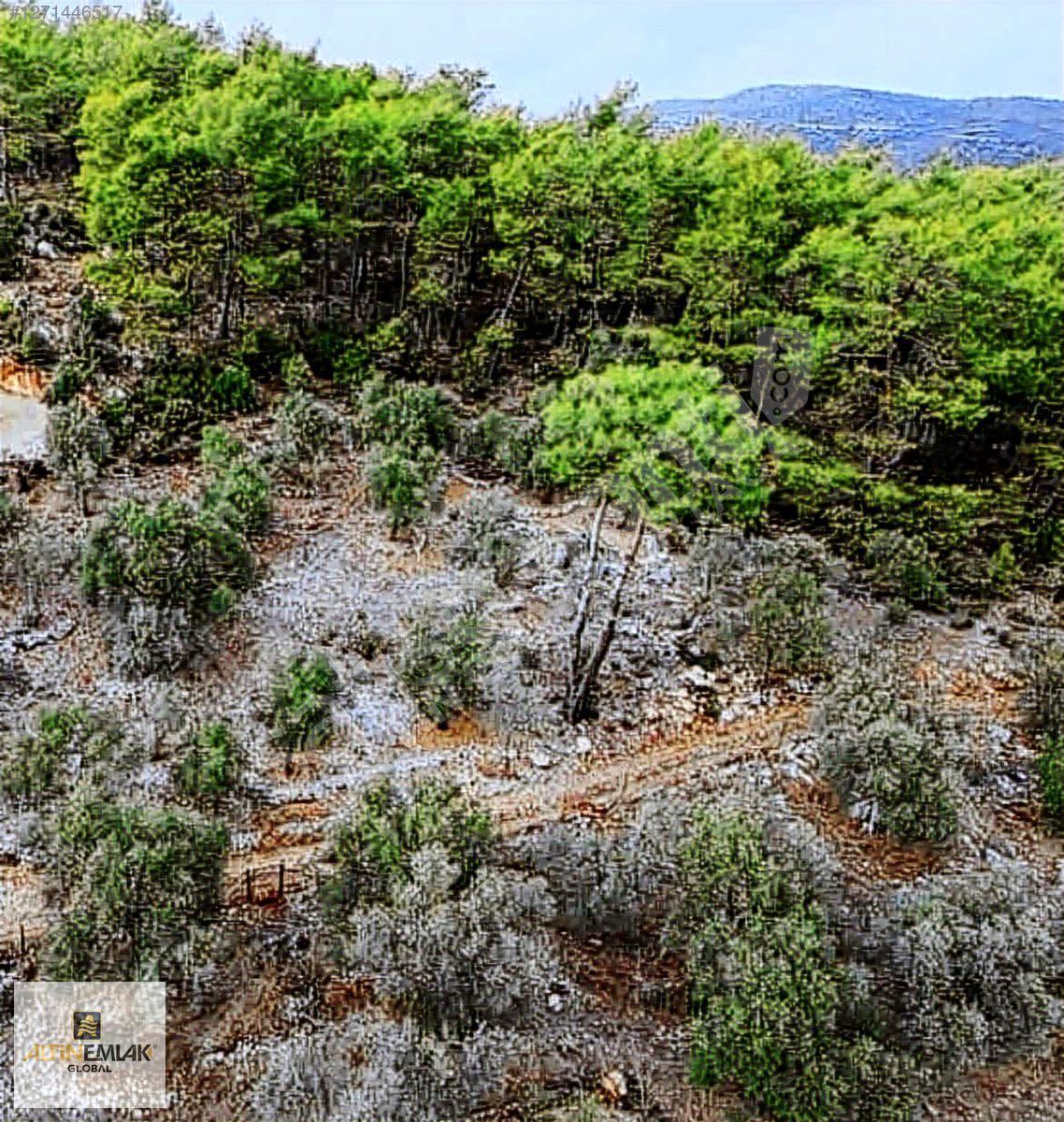 Acil Satılık Muğla Dalaman Şerefler de 1375 m2 Tek tapu Tarla