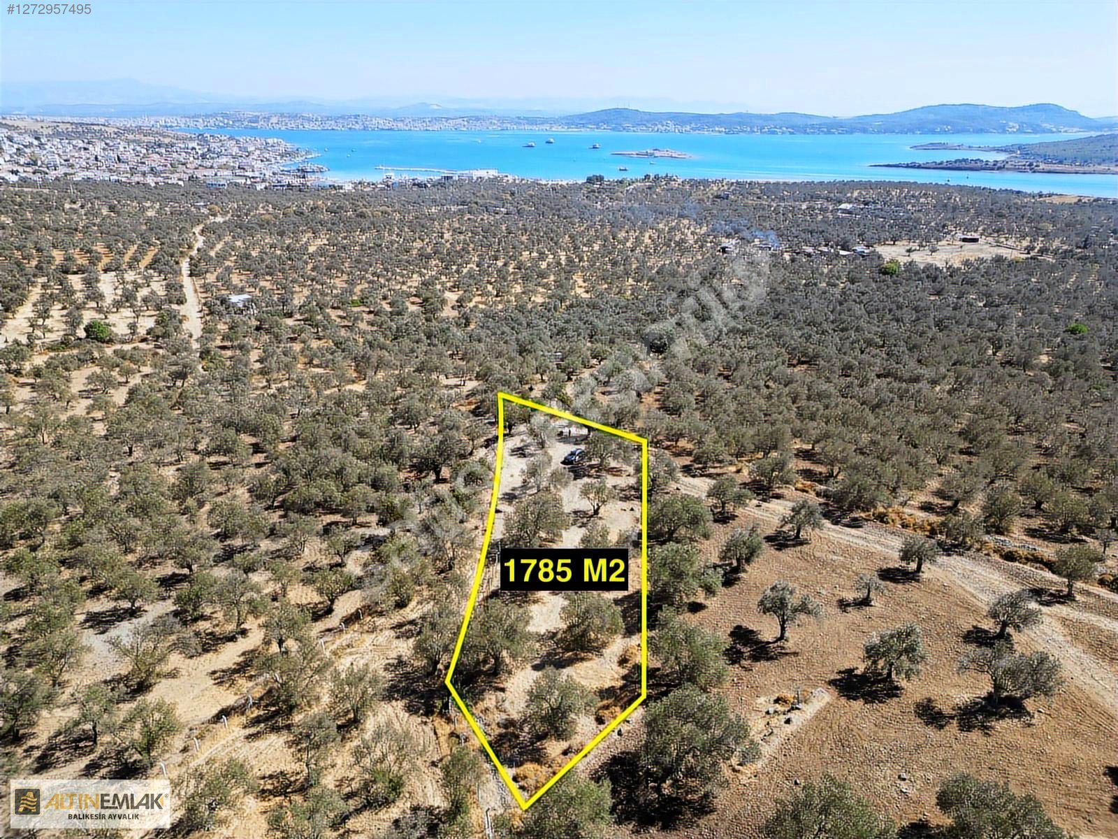 ALTIN EMLAKTAN CUNDA ADASINDA SATILIK 1785 m2 ZEYTİNLİK