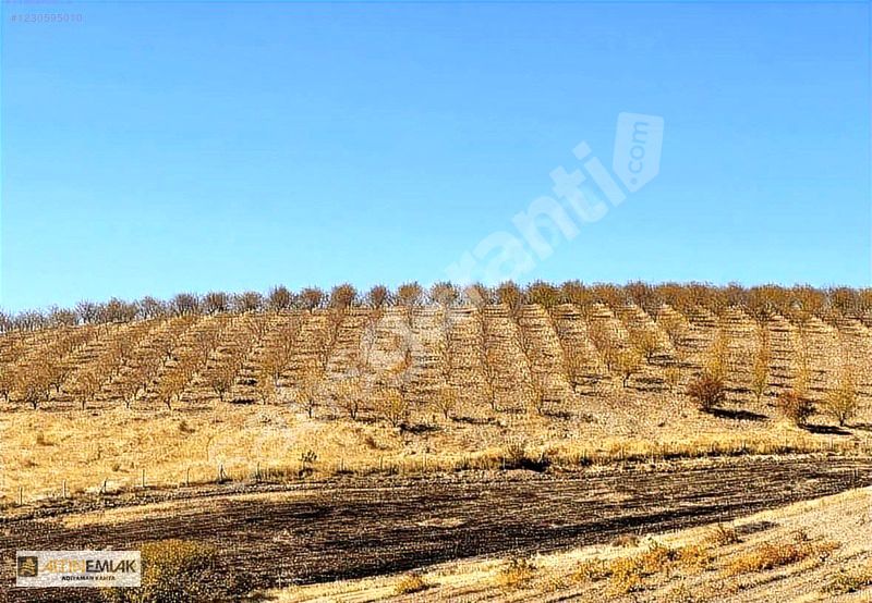 ALTIN EMLAK'TAN SATILIK 26.500m² HAZIR KURULU BAHÇE