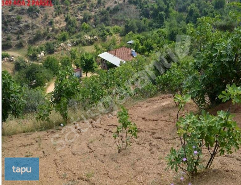 İNDİRİMLİ Alaşehir Sarıpınar'da 9 Dönüm İncir Bahçesi (302298)