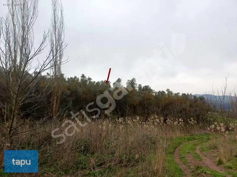 Bursa Gemlik Muratoba'da 8 Dönüm Zeytinlik