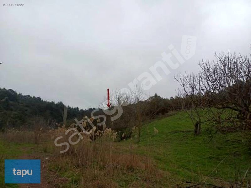 PAZARLIKLI Bursa Gemlik Muratoba'da 8 Dönüm Zeytinlik