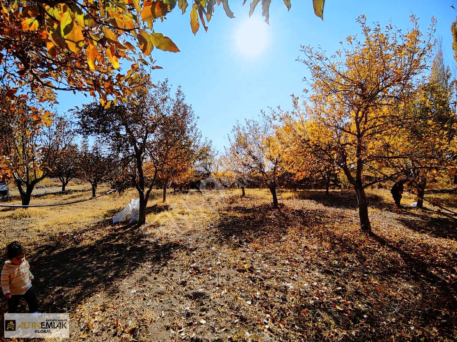 ALTIN EMLAKTAN MAHZEMİNDE 1776 M2 SATILIK MEYVE BAHÇESİ