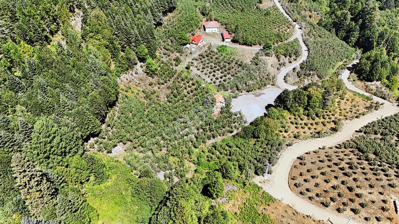 HENDEK YENİYAYLA MÜSTAKİL EV ve FINDIKLIK
