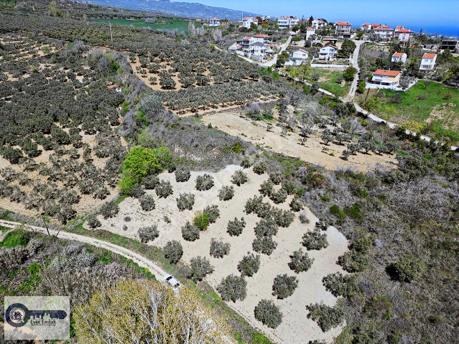 Kadastro yola cephe deniz manzaralı bakımlı zeytinlik