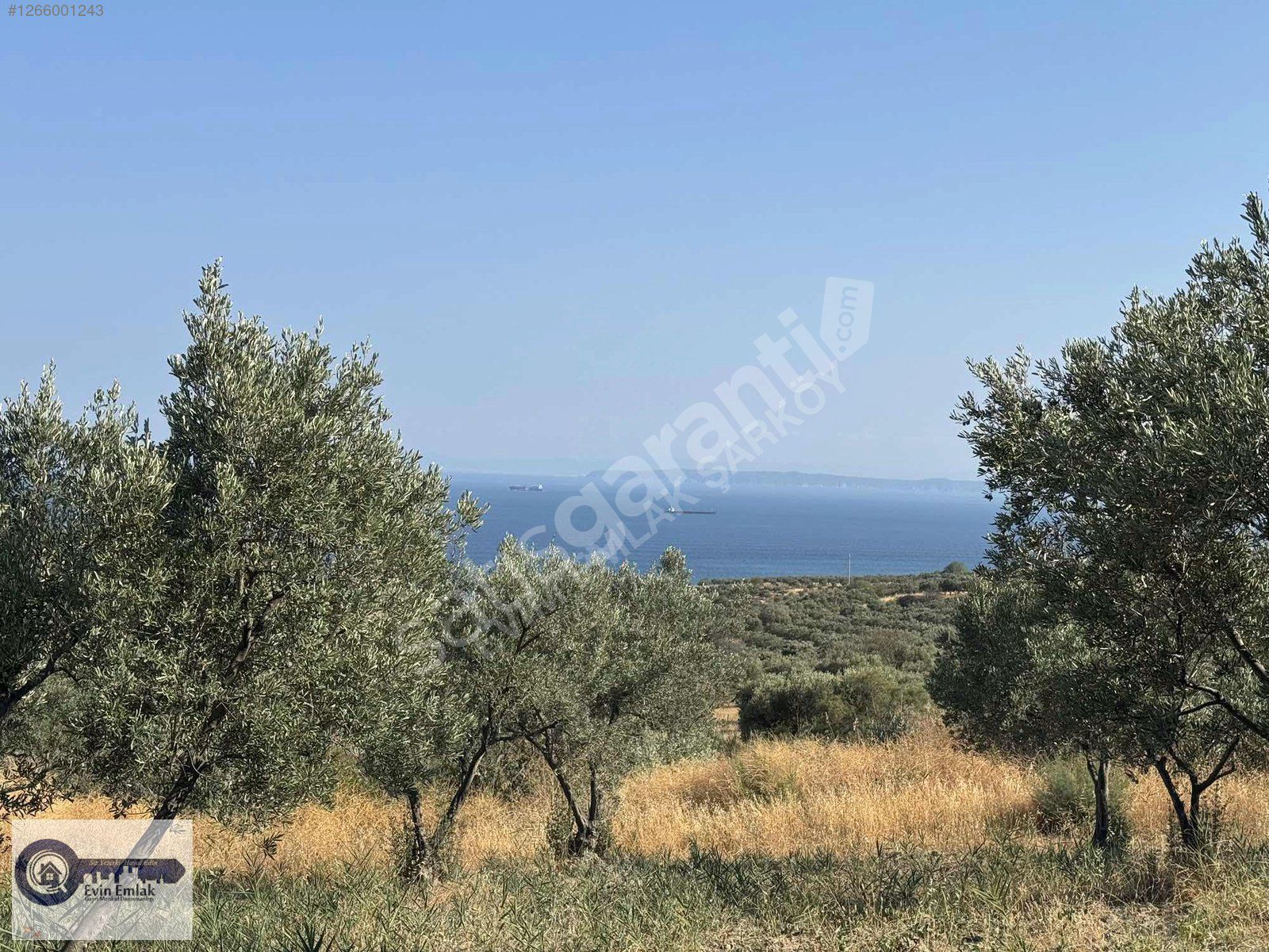 Şarköy Yukarıkalamışda 2288 metre kare zeytinlik