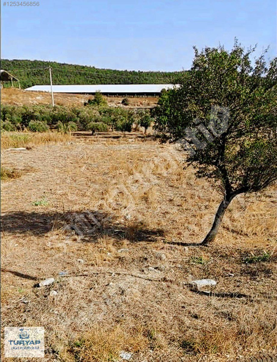 Foça Ilıpınar Mahalles'inde Satılık Tarla