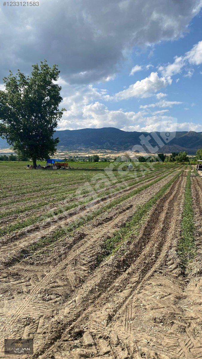 GÜRYILDIZ 'DA SATILIK 60 DÖNÜM TARLA