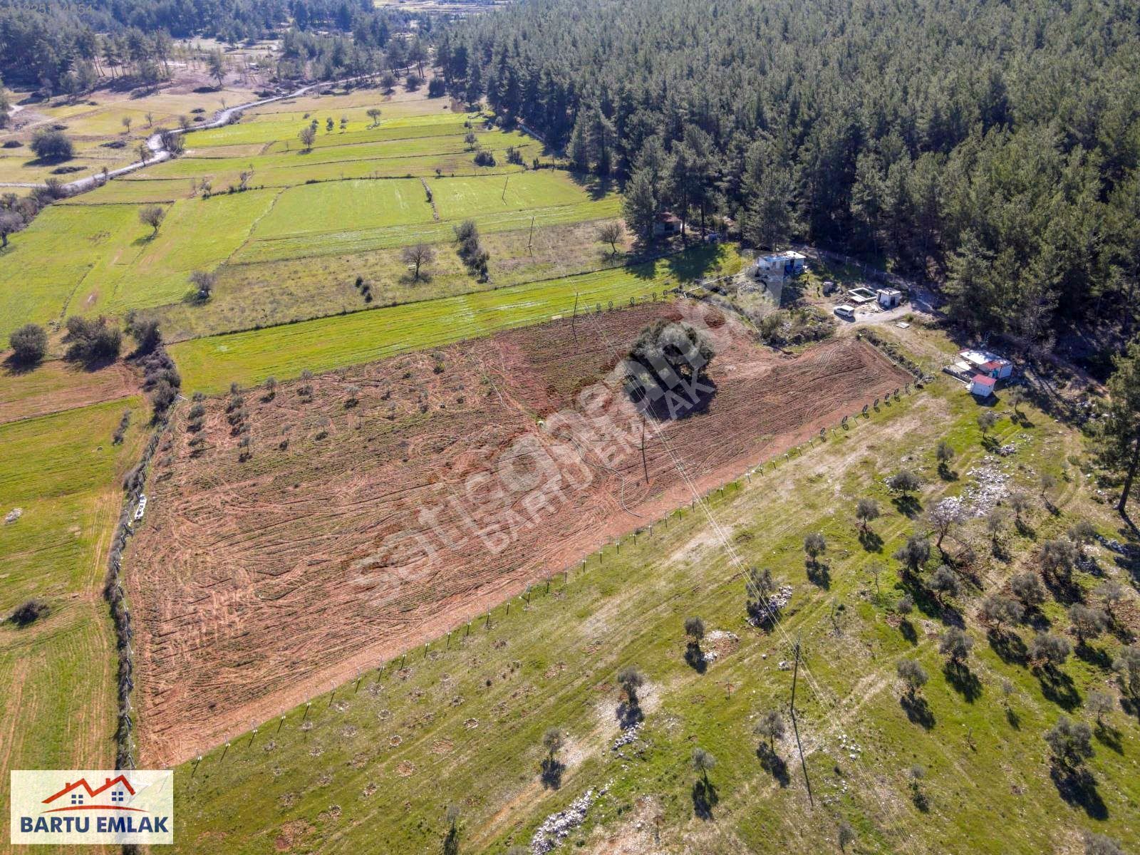 MİLAS PINARARASI'NDA YOLU SUYU ELEKTİRİGİ OLAN KÖY İÇİ TARLA