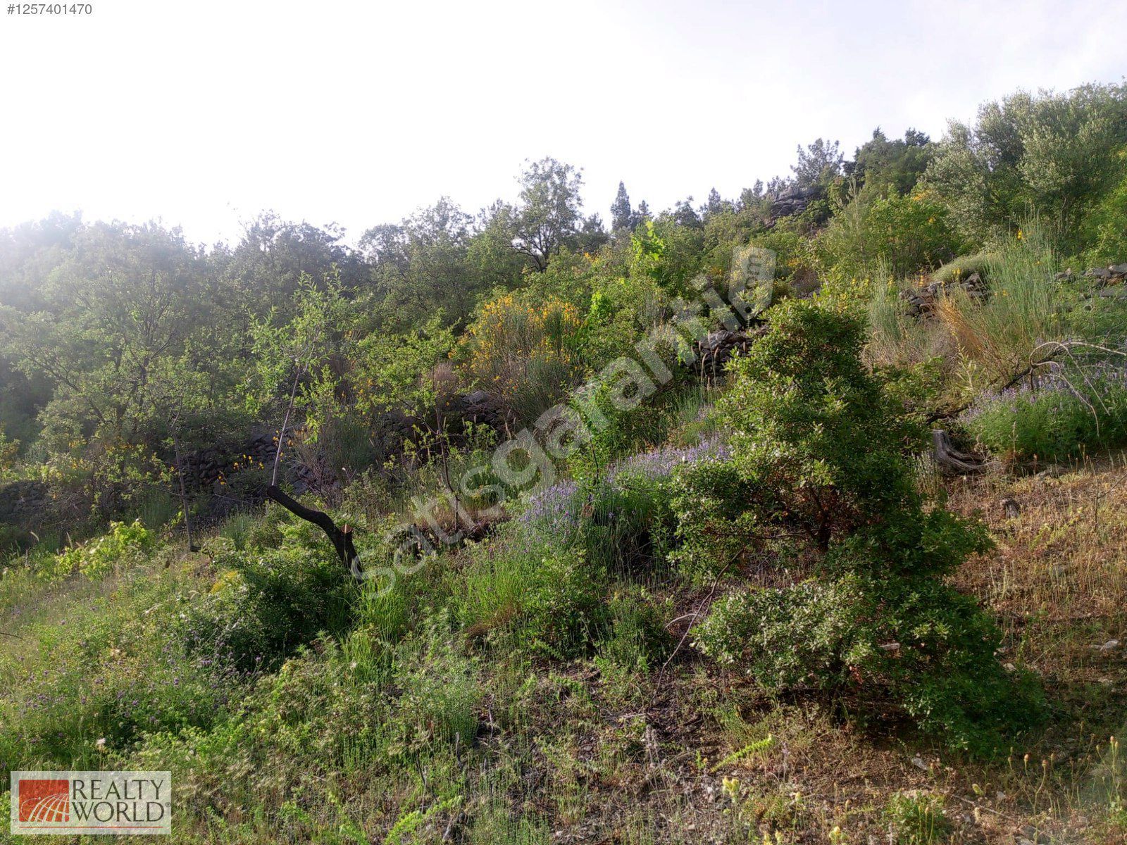 GAZİPAŞA AKOLUK MAHALLESİNDE 12079 M2 SATILIK TARLA