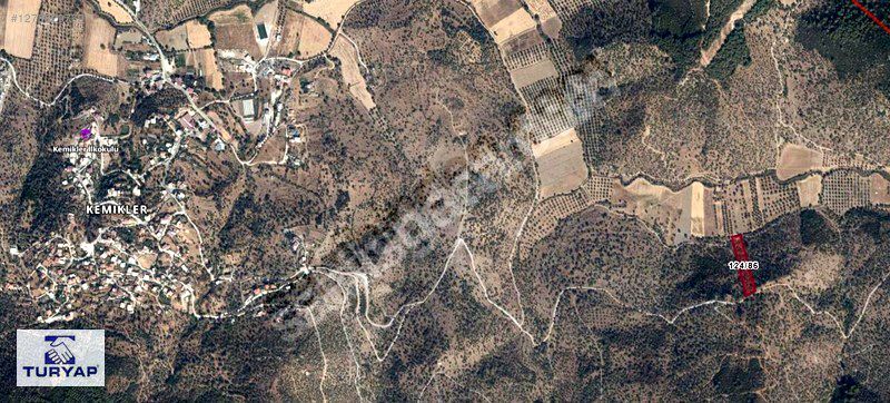 MUĞLA MİLAS KEMİKLER KÖYÜ SATILIK 4.075 M2 ZEYTİNLİK