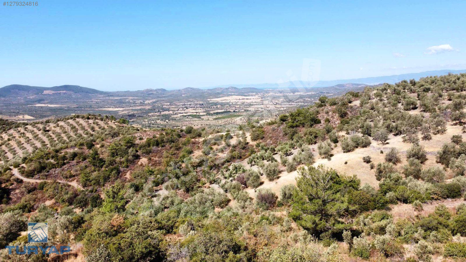 BURHANİYE SÜBEYLİDEREDE FIRSAT 17.878M2 ZEYTİN EKİLİ TARLA