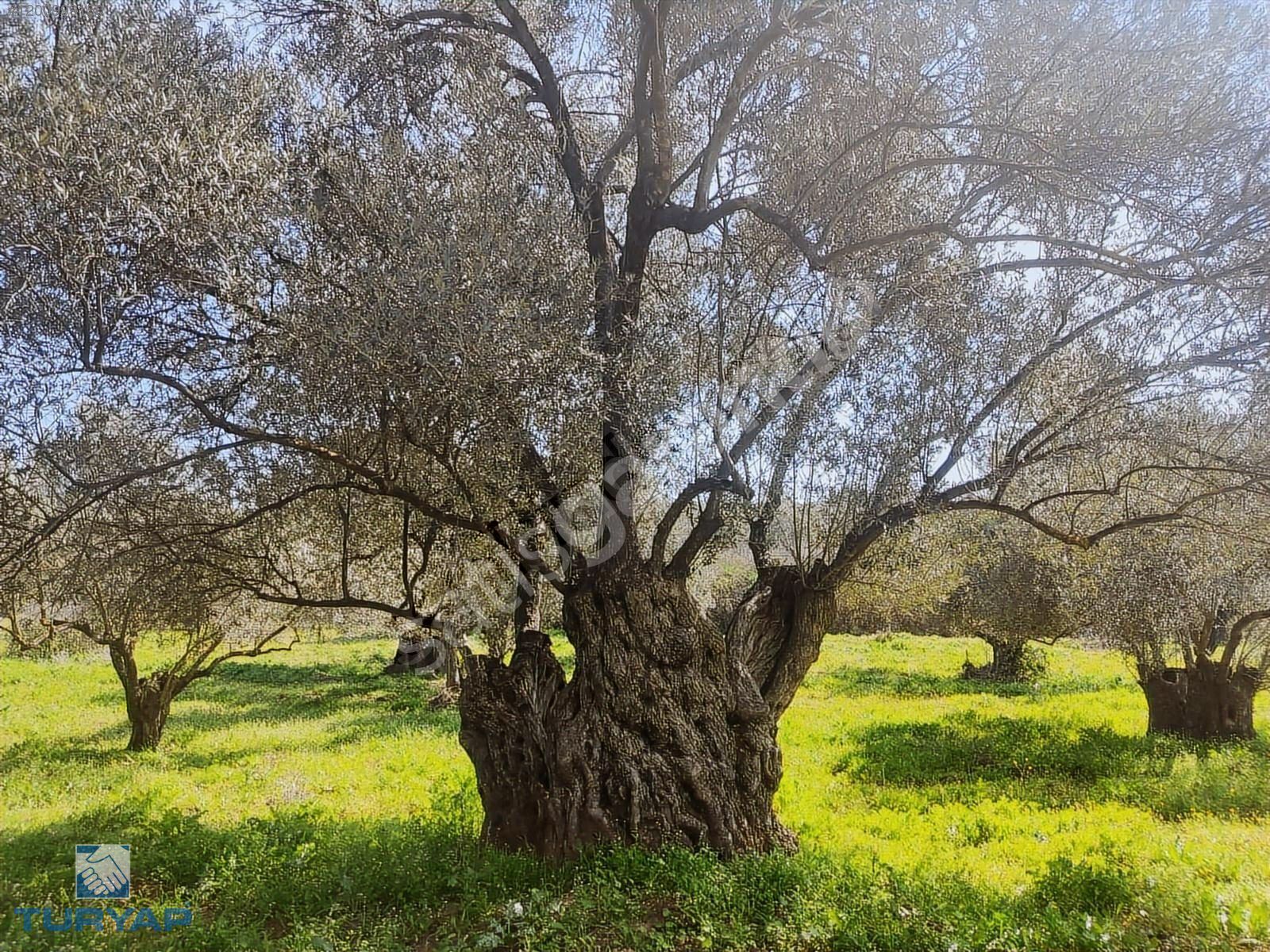 Turyap'tan Merkeze Yakın 5841 m2 Fırsat Zeytinlik