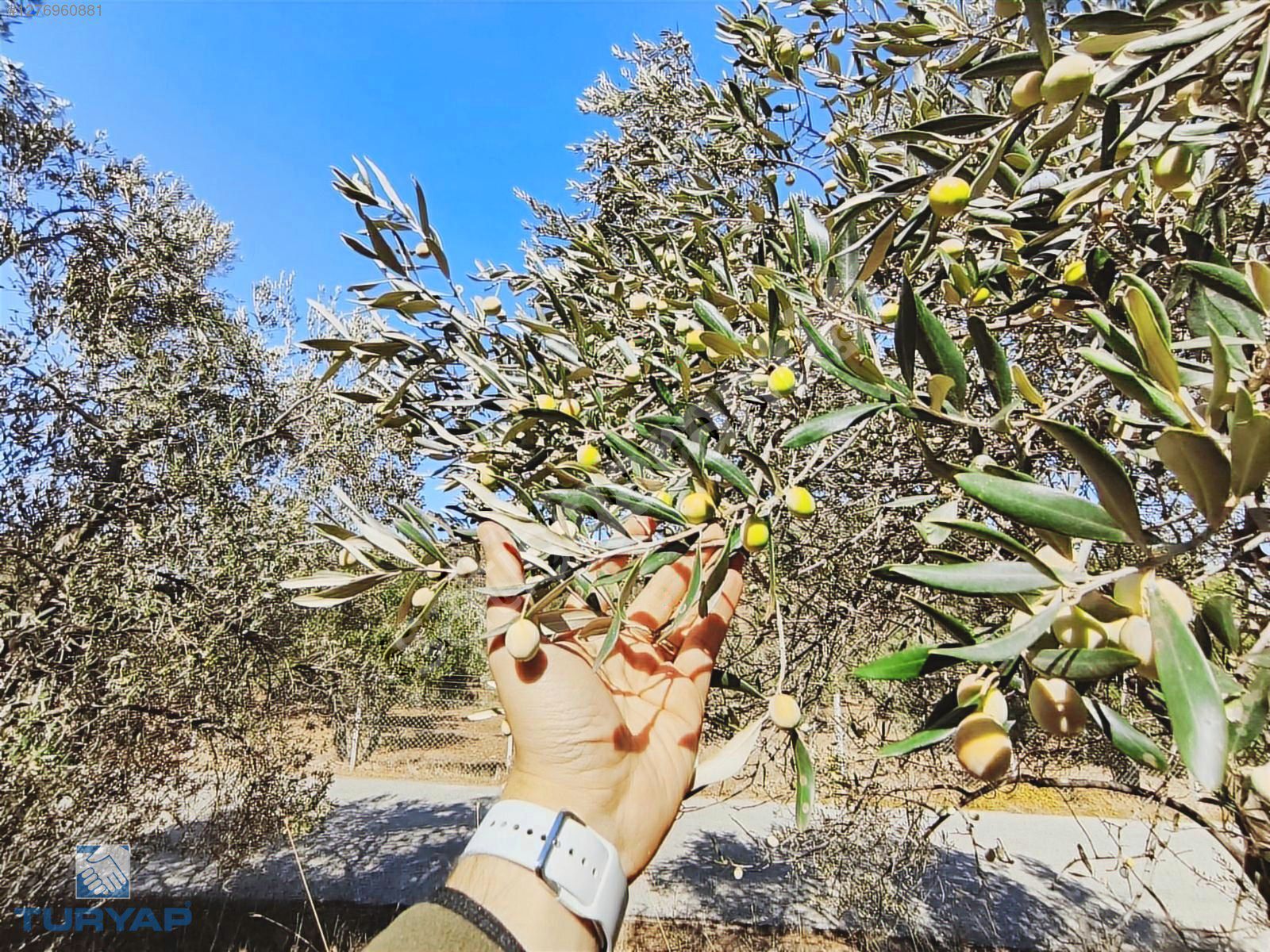 TURYAP'TAN 3900 M2 ASFALT CEPHE FIRSAT ZEYTİNLİK