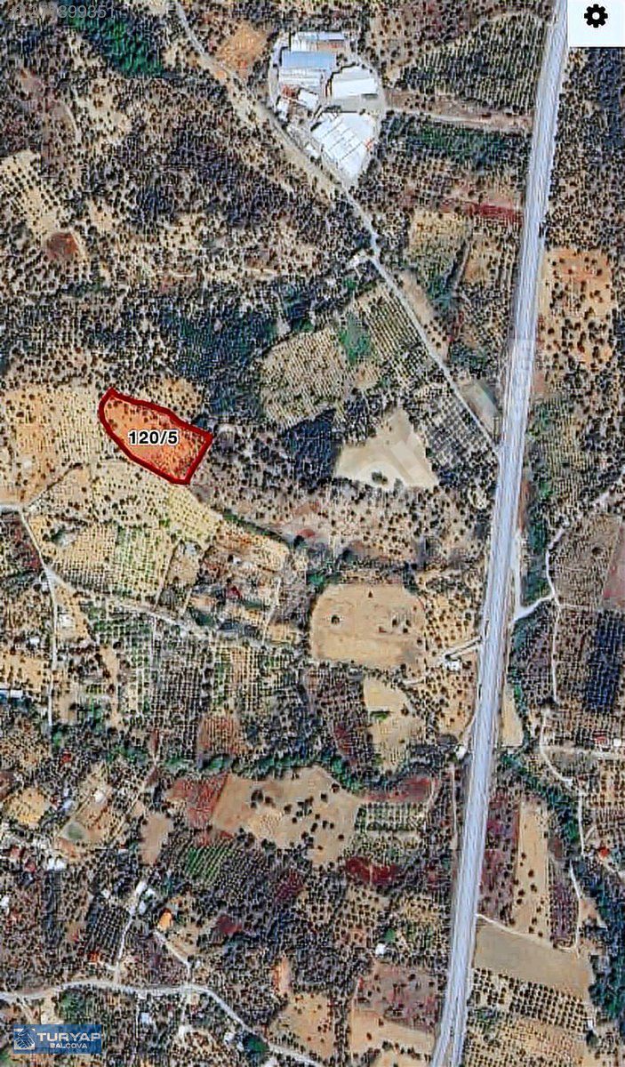 Philsa Caddesine Çok Yakın Fırsat zeytinli tarla