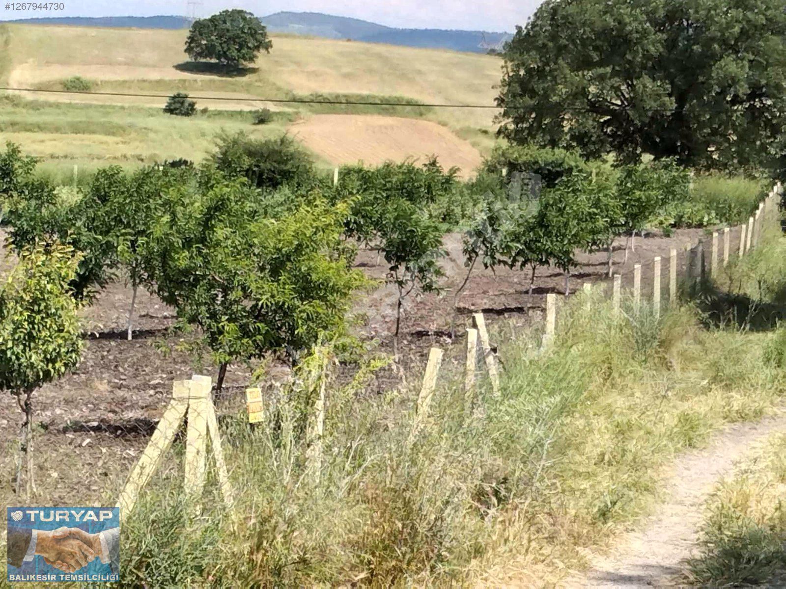 TURYAP'TAN KONAKPINAR KÖYÜNDE SATILIK FIRSAT MEYVE BAHÇESİ