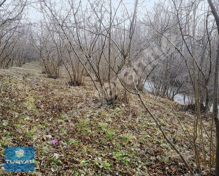 Kocareis Köyünde Satlık Fındık Bahçesi