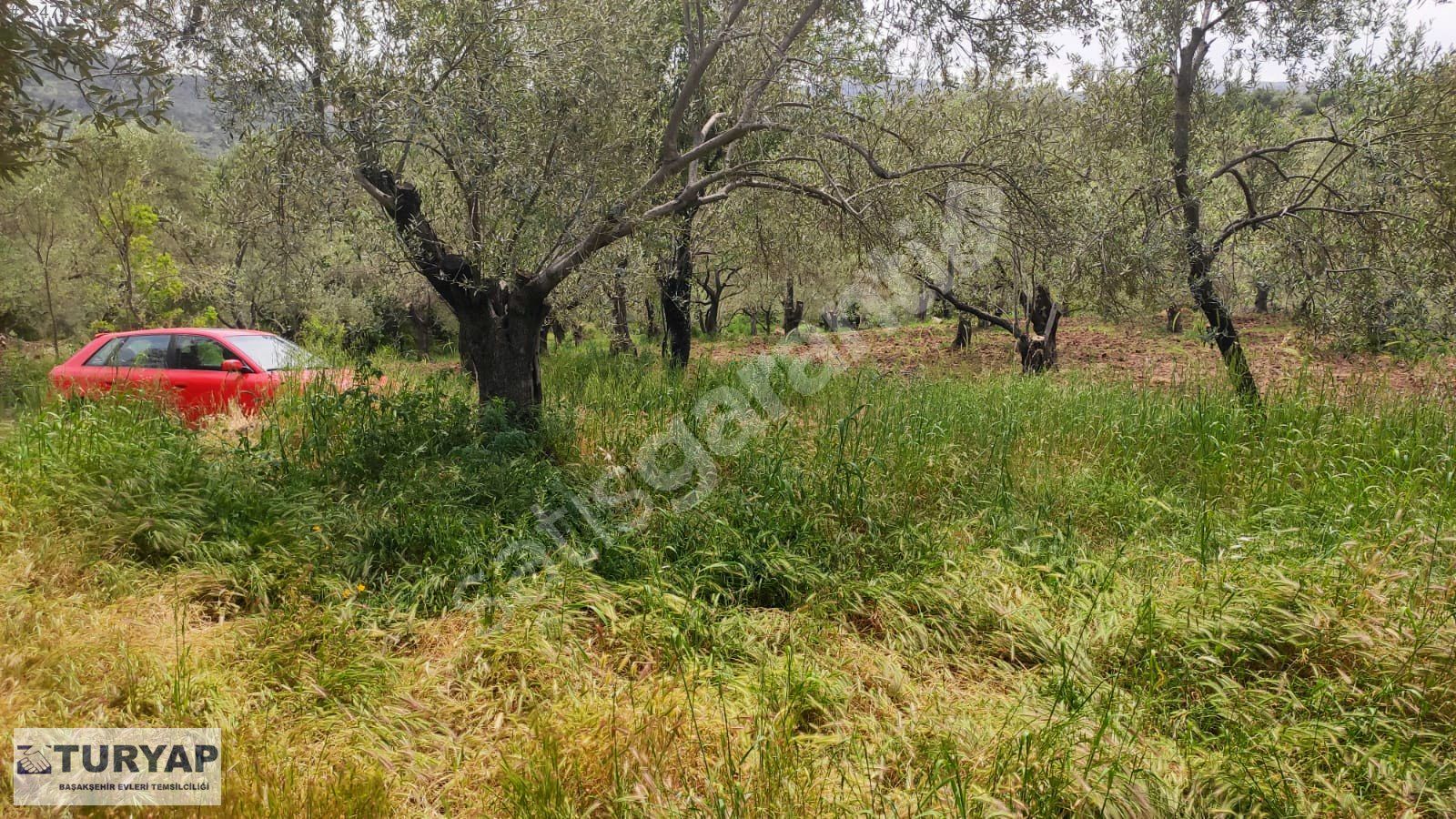 TURYAP'TAN BALIKESİR BURHANİYE'DE SATILIK VERİMLİ ZEYTİNLİK