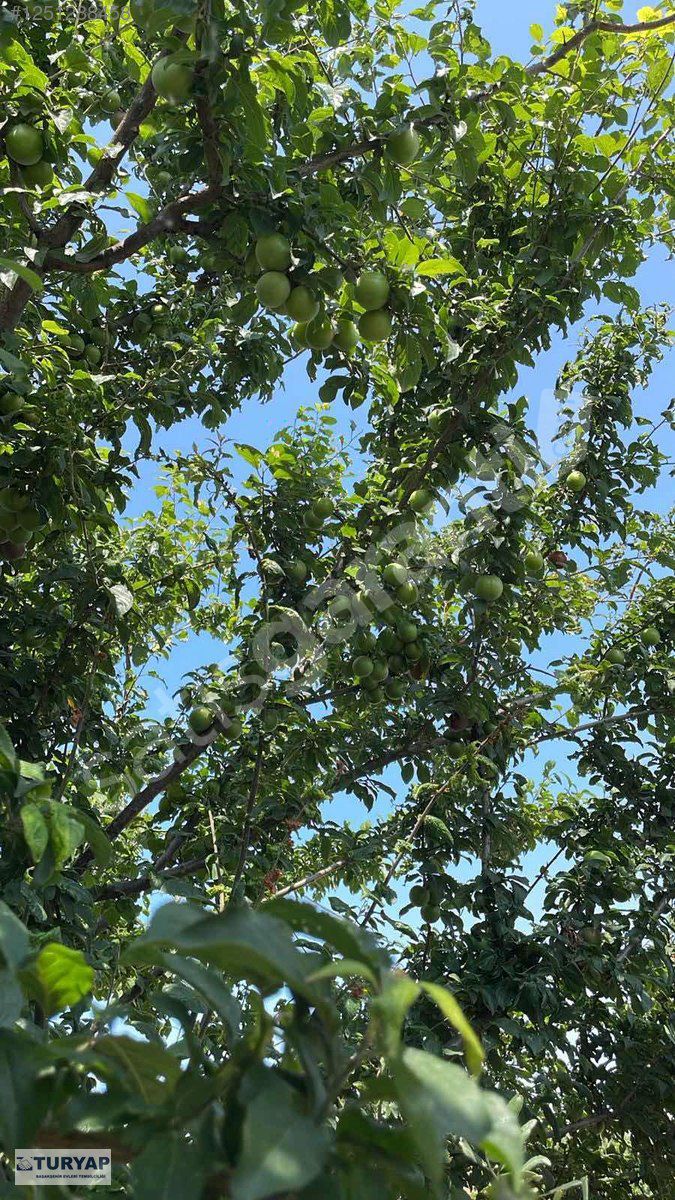 İstanbul Silivri Büyükkılıçlı Köyünde Satılık Yatırımlık Tarla