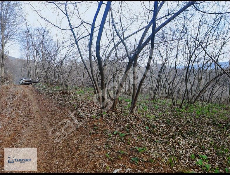 ŞEREFİYE MAHALLESİNDE 3,650 M2 SATILIK FINDIK BAHÇESİ