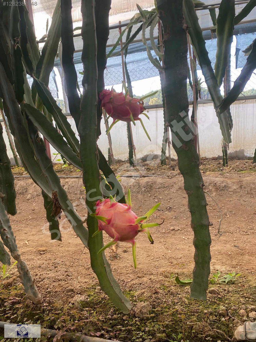 Yüksek Verimli Ejder serası devren satılık